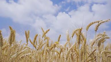 4K实拍麦穗特写蓝天白云下麦子麦田农业视频的预览图